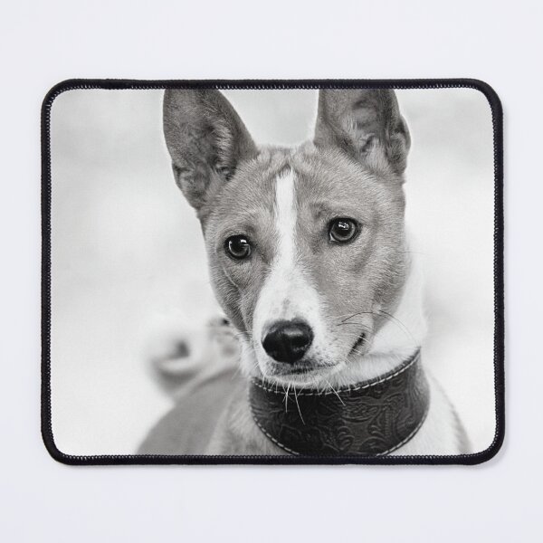 Item preview, Beautiful black and white basenji dog designed and sold by reka88.