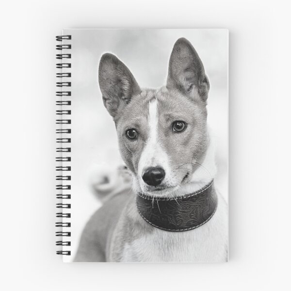Item preview, Beautiful black and white basenji dog designed and sold by reka88.