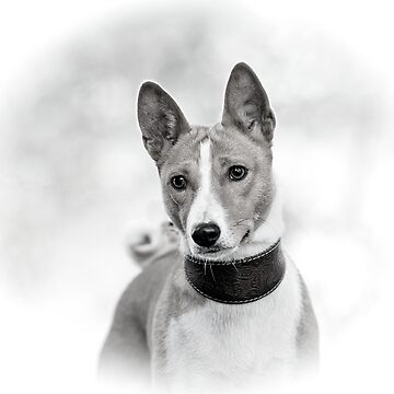 Black And White Medium Sized Dog Short Hair Beautiful Black And