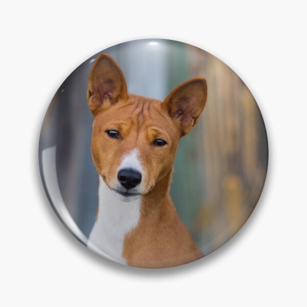 Item preview, Beautiful basenji dog designed and sold by reka88.