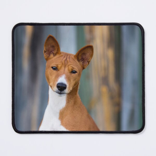Item preview, Beautiful basenji dog designed and sold by reka88.