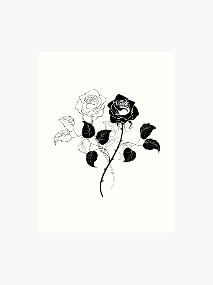 Elegant Small Rose Pictures Black And White