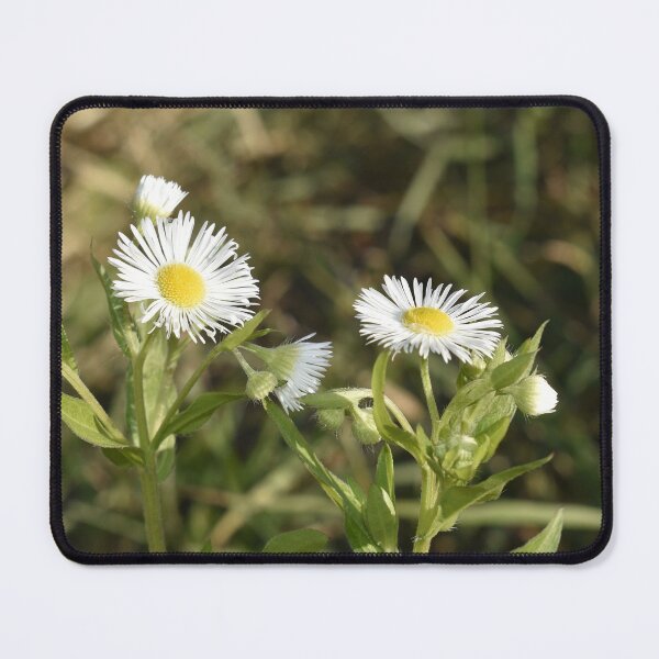 Item preview, Tiny Daisies designed and sold by Kathleen Brant.