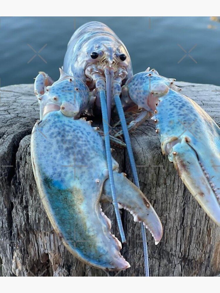 "Lobster Meme Blue Lobster" Sticker for Sale by Memes44 Redbubble