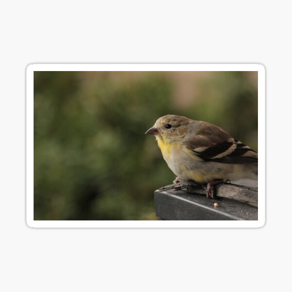 Goldfinch Kids Gifts & Merchandise for Sale | Redbubble