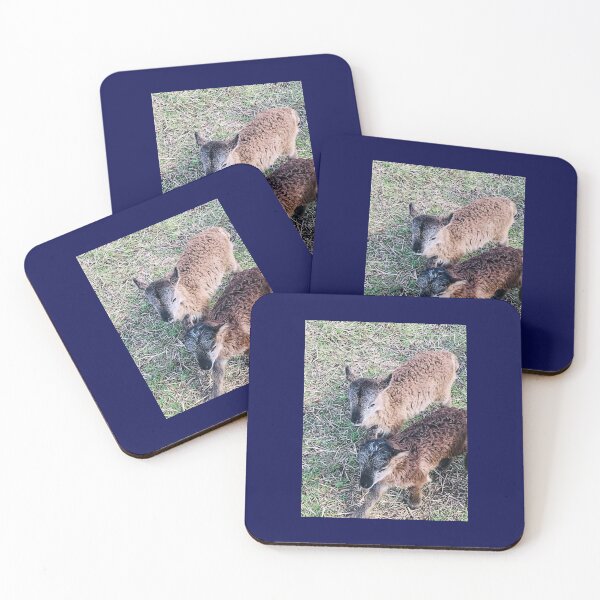 Item preview, Soay sheep 4 days old designed and sold by Oppos  Community Farm.