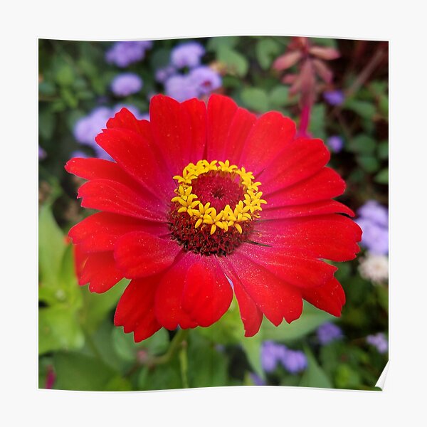 Red zinnia - blazing ring of fire Poster