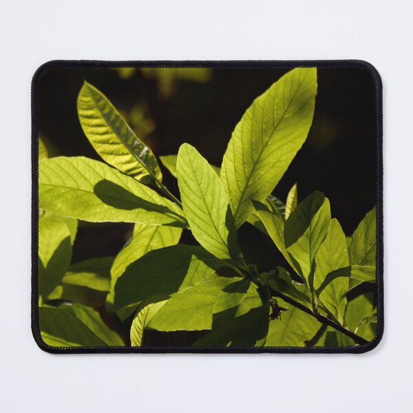 Item preview, Leaves Bathed in Sunlight designed and sold by couragesings.
