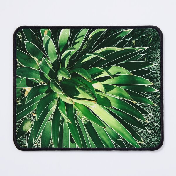 Item preview, Dramatic Succulent Art Photo In Dappled Sunlight designed and sold by DEC02.