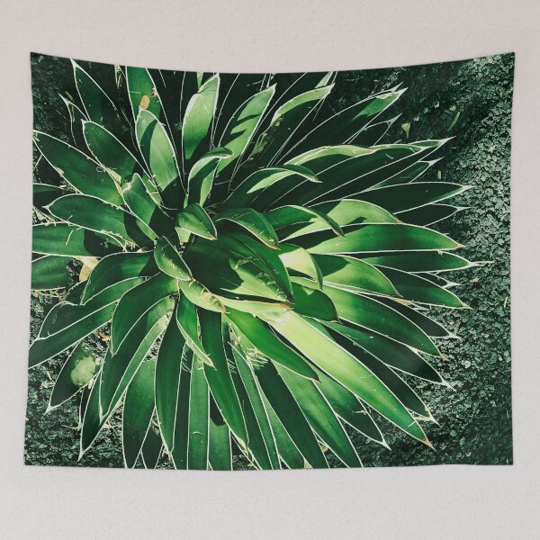 Item preview, Dramatic Succulent Art Photo In Dappled Sunlight designed and sold by DEC02.