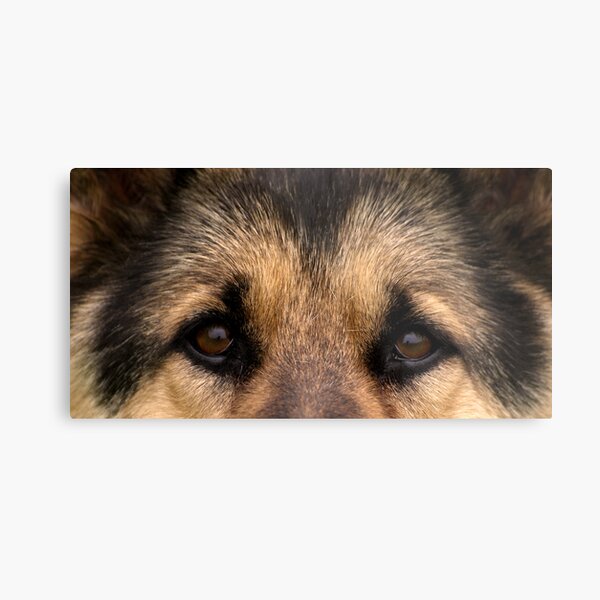 My Good Shepherd Metal Print