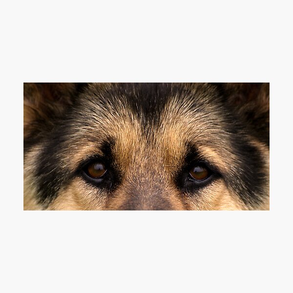 My Good Shepherd Photographic Print