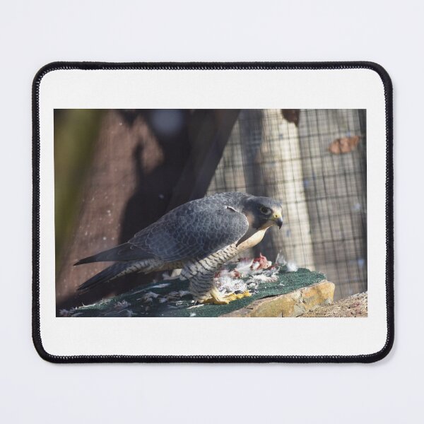 Item preview, Peregrine Falcon designed and sold by MarieDarcy97.