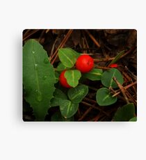 Partridge Berry Canvas Print