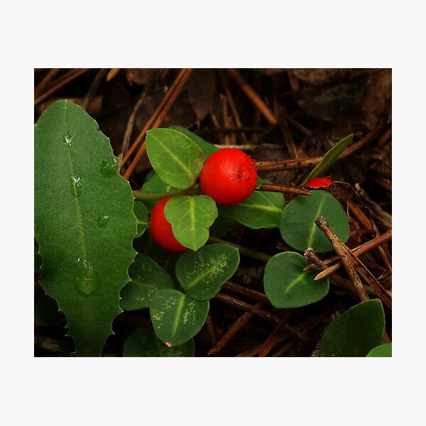 Partridge Berry Photographic Print