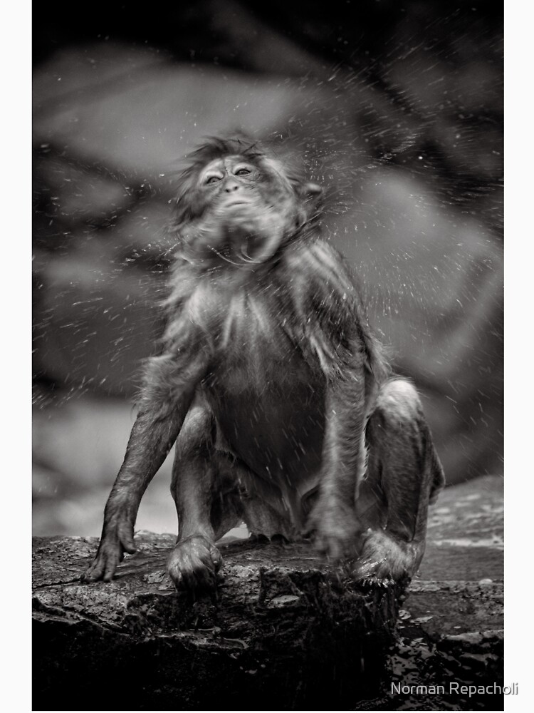 Snow Monkey Shake Down by keystone