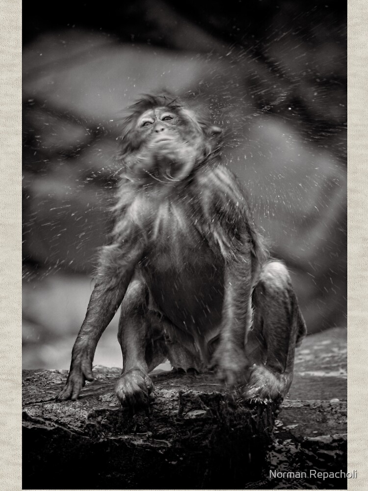 Snow Monkey Shake Down by keystone