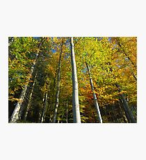 color trees Photographic Print