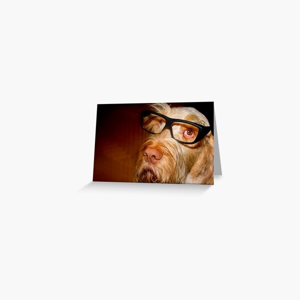 Orange and White Italian Spinone Dog Wearing Glasses Head Shot Greeting Card