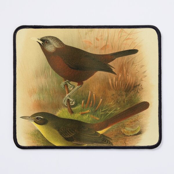 Item preview, African Babbler and Woosnam's Yellow Bulbul designed and sold by laguitan10.