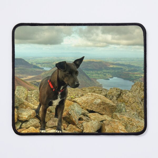 Item preview, Tarn the Terrier.... on High Stile designed and sold by Jamie Green.