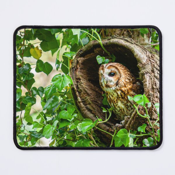 Item preview, Tawny owl sitting in old tree designed and sold by Dalyndigital Photography.