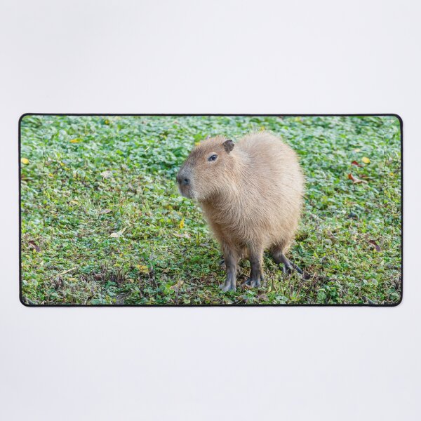 Item preview, Capybara on the river bank designed and sold by Dalyndigital Photography.
