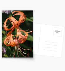 Tiger Lilies Postcards