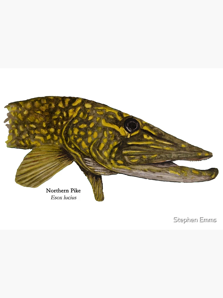 Northern Pike Head Painting Art Board Print for Sale by Stephen Emms