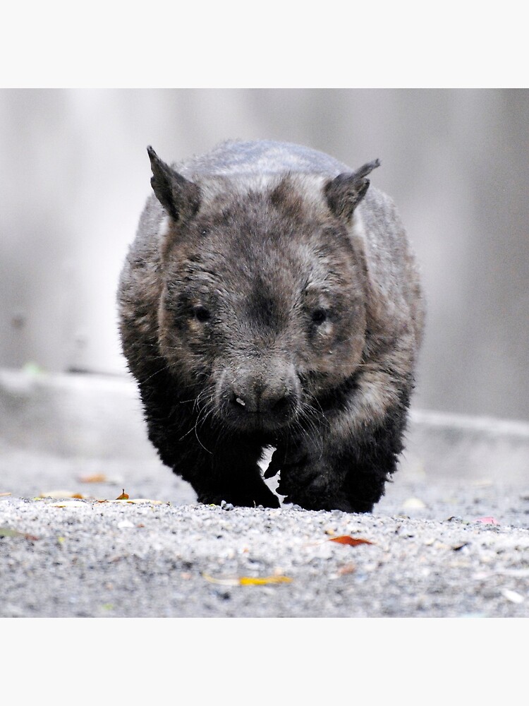 wombat pillow case