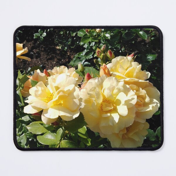 Item preview, Yellow roses are like a golden treasure in the garden designed and sold by Raigitam.