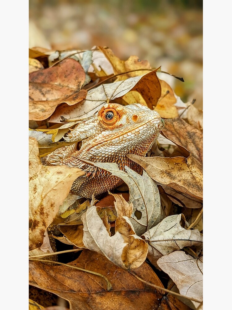 Carolina Designer Dragons Bearded Dragon Cowboy Hat, Orange - Carolina  Designer Dragons