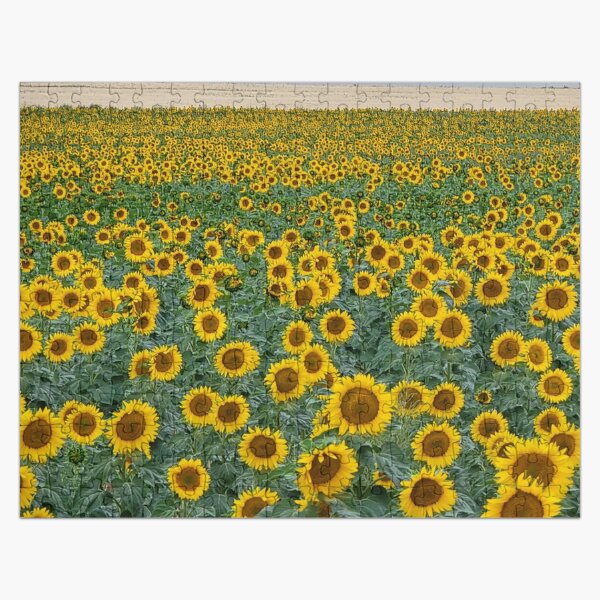 Artikel-Vorschau von Sonnenblumenfeld, designt und verkauft von EyeOfDelight.