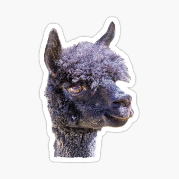 Happy Alpaca Sticker