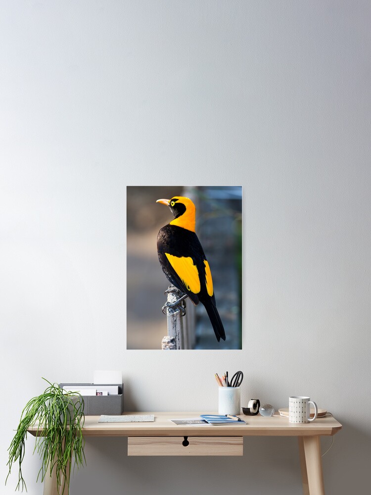 Thumbnail 2 of 3, Poster, Regent Bower Bird - Lamington National Park, Australia designed and sold by RICHARDW.