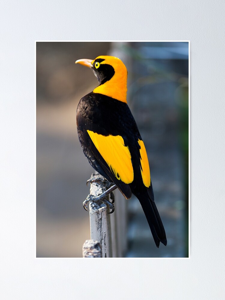 Alternate view of Regent Bower Bird - Lamington National Park, Australia Poster