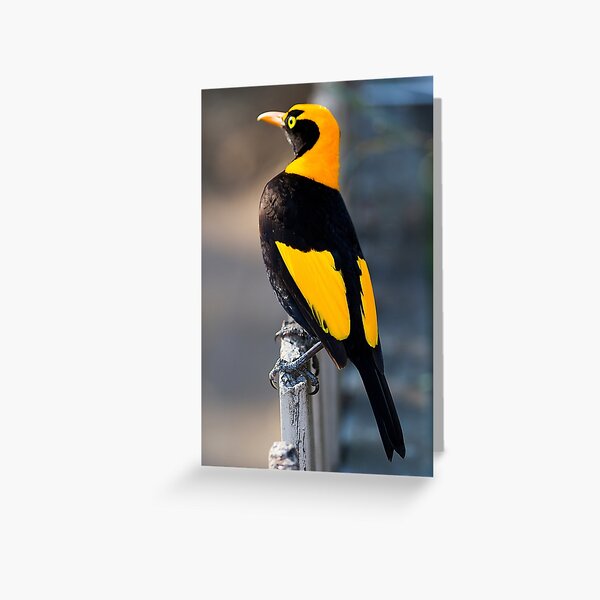 Regent Bower Bird - Lamington National Park, Australia Greeting Card