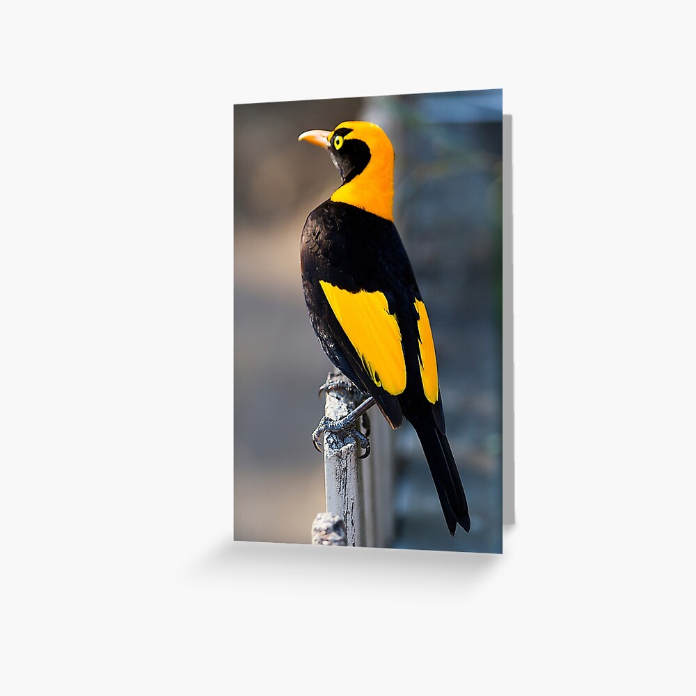 Item preview, Greeting Card designed and sold by RICHARDW.