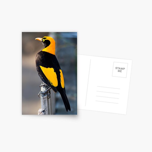 Regent Bower Bird - Lamington National Park, Australia Postcard