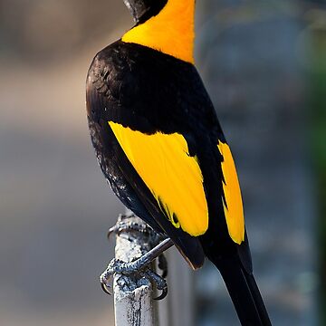 Artwork thumbnail, Regent Bower Bird - Lamington National Park, Australia by RICHARDW