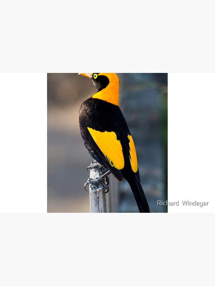 Regent Bower Bird - Lamington National Park, Australia by RICHARDW