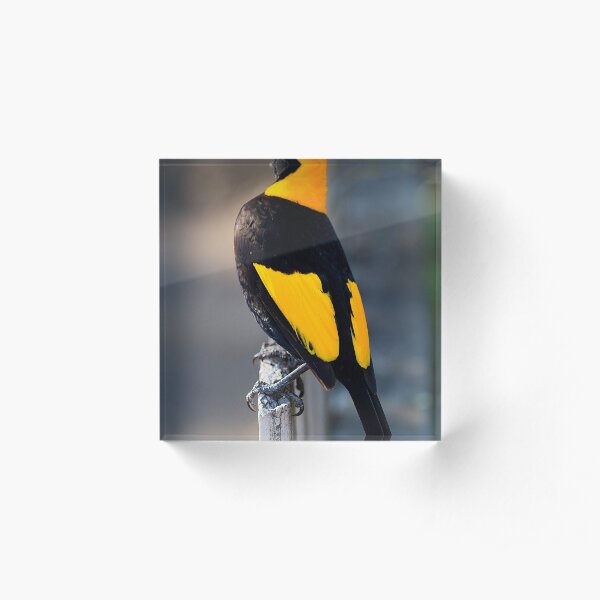 Regent Bower Bird - Lamington National Park, Australia Acrylic Block