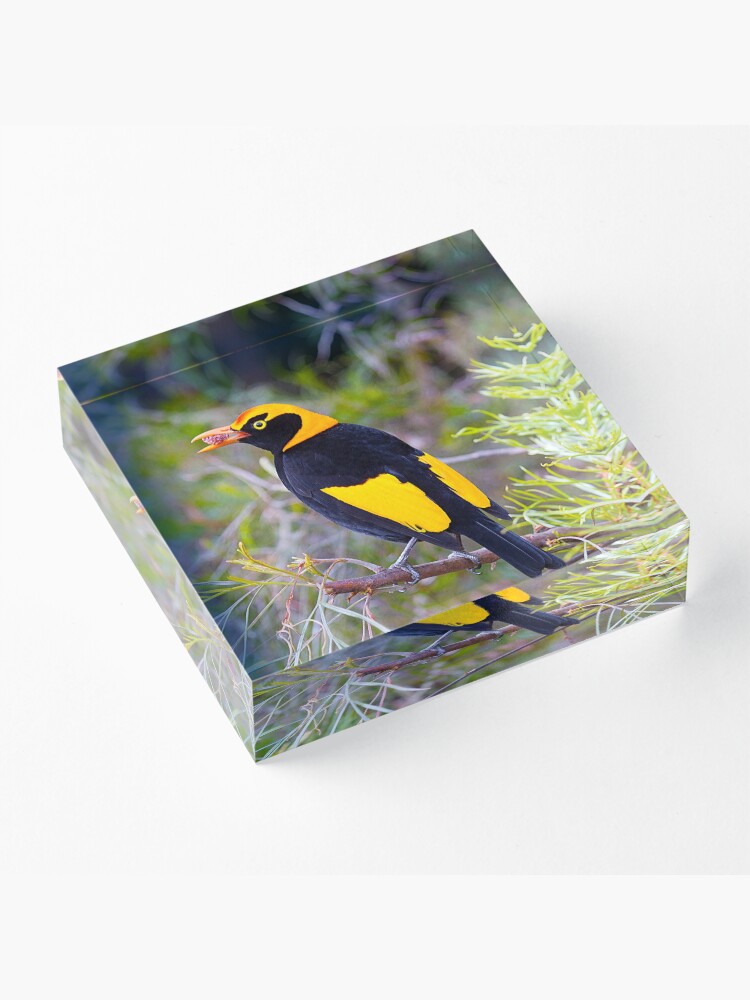 Alternate view of Regent Bower Bird, Lamington National Park, Australia Acrylic Block
