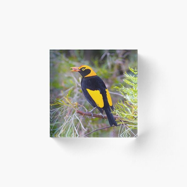 Regent Bower Bird, Lamington National Park, Australia Acrylic Block
