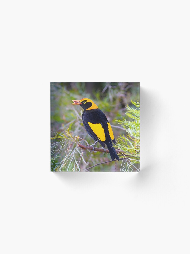 Alternate view of Regent Bower Bird, Lamington National Park, Australia Acrylic Block