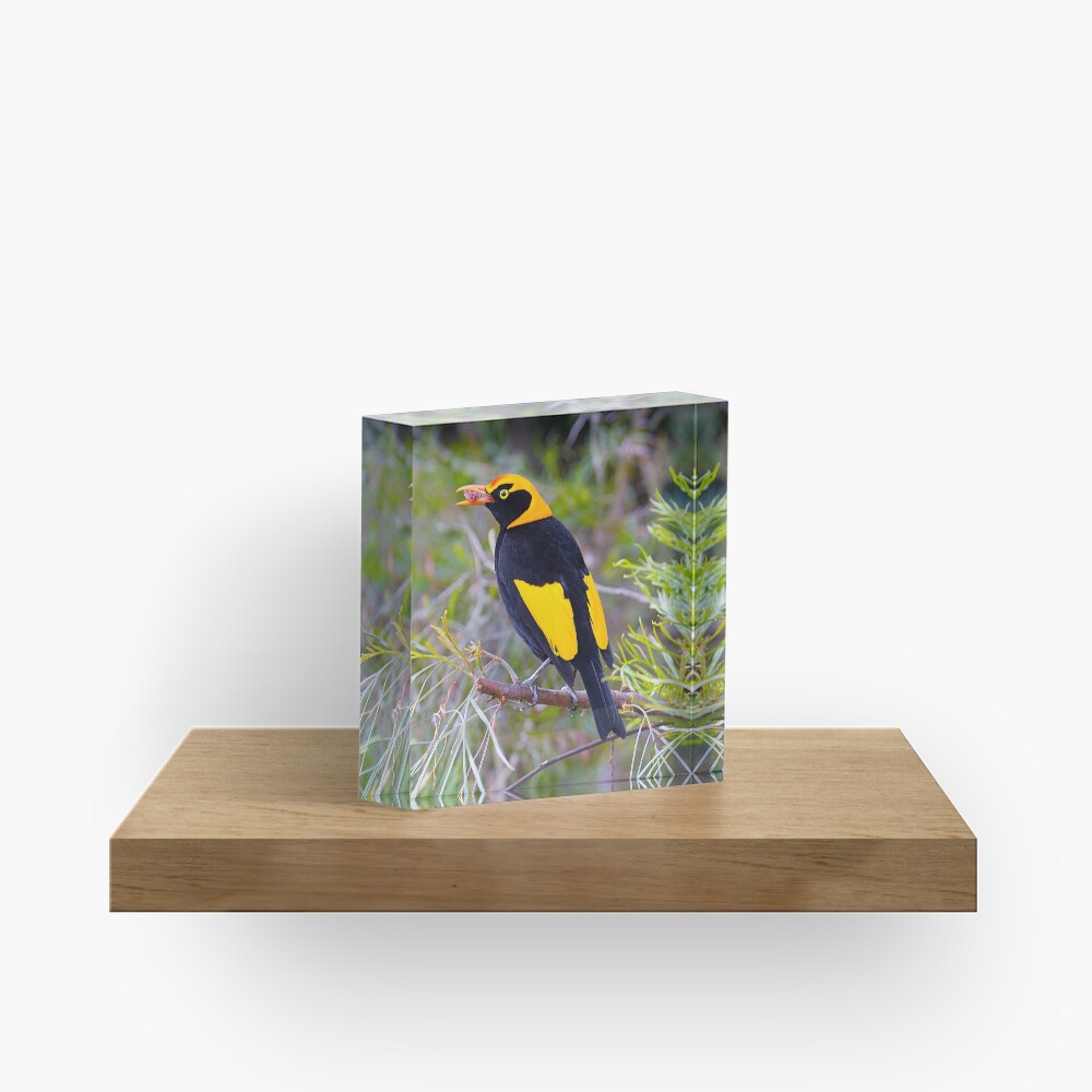 Regent Bower Bird, Lamington National Park, Australia Acrylic Block