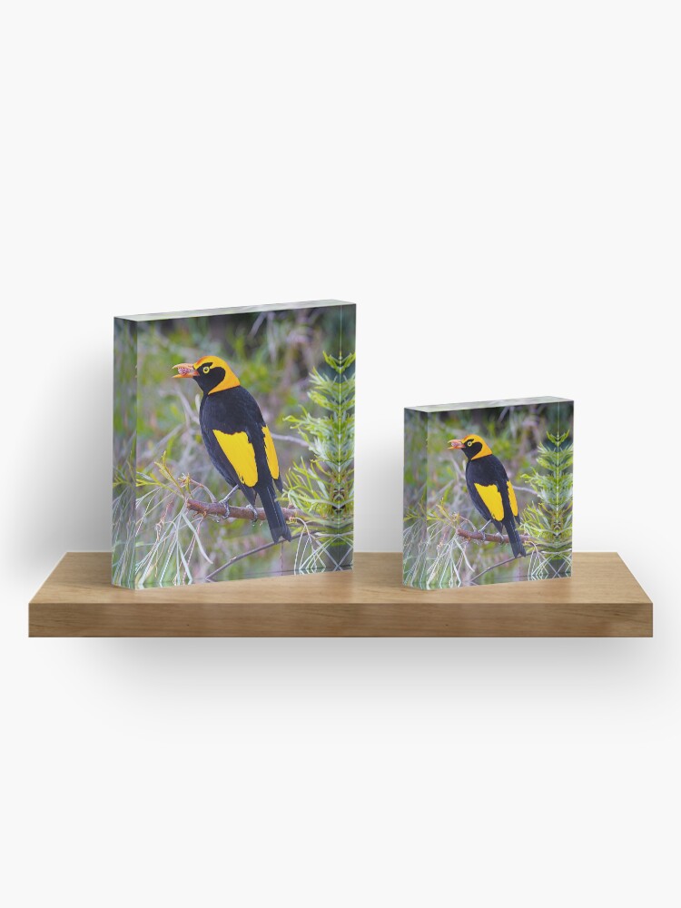 Alternate view of Regent Bower Bird, Lamington National Park, Australia Acrylic Block