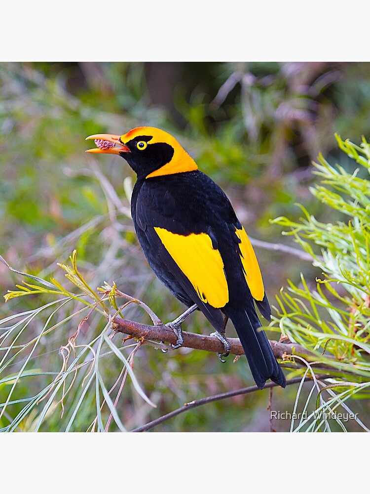 Regent Bower Bird, Lamington National Park, Australia by RICHARDW
