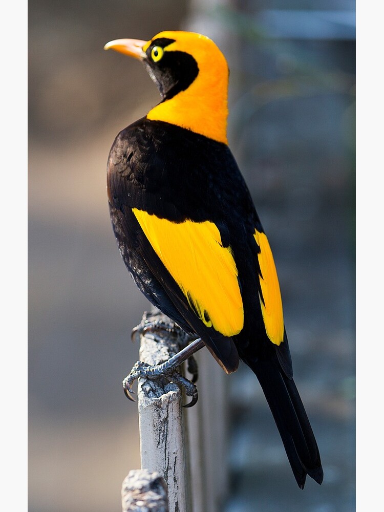 Regent Bower Bird - Lamington National Park, Australia by RICHARDW