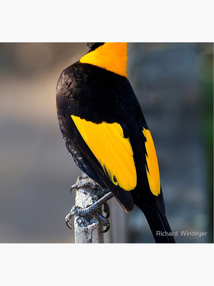 Regent Bower Bird - Lamington National Park, Australia by RICHARDW